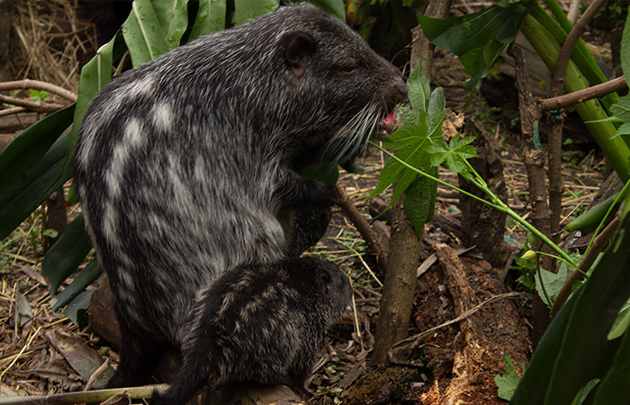 Programa de conservación de roedores de talla grande en Colombia
